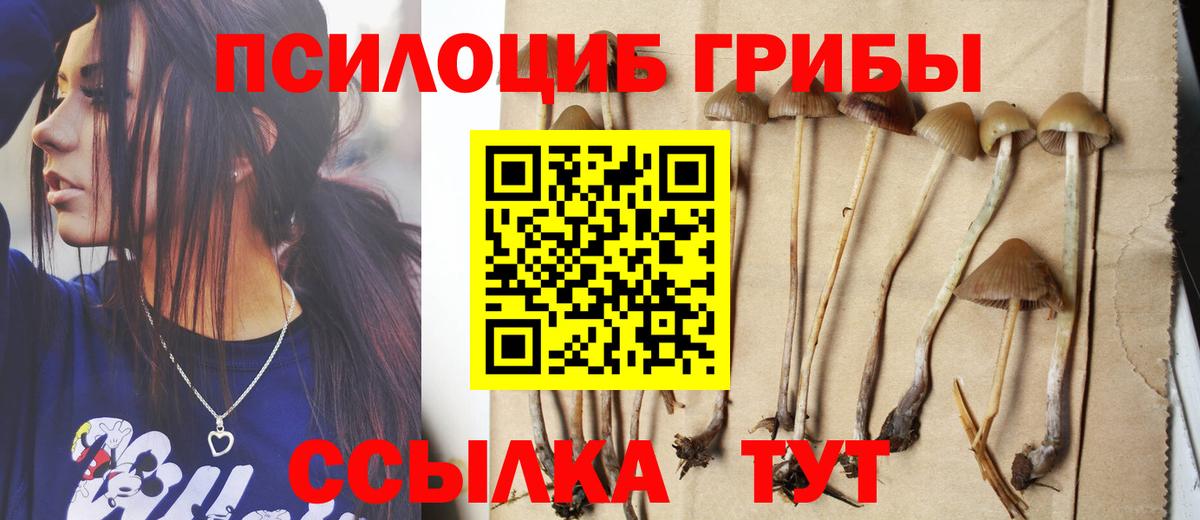 Псилоцибиновые грибы Psilocybe Барнаул
